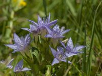 Gentiana ramosa 21, Saxifraga-Luuk Vermeer