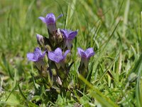 Gentiana ramosa 26, Saxifraga-Luuk Vermeer