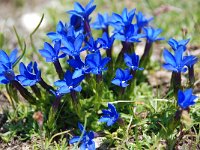 Gentiana schleicheri 3, Saxifraga-Luuk Vermeer