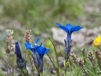 Gentiana schleicheri 5, Saxifraga-Luuk Vermeer