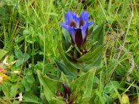 Gentiana septemfida 2, Saxifraga-Ed Stikvoort