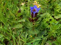 Gentiana septemfida 3, Saxifraga-Ed Stikvoort