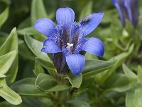 Gentiana septemfida 5, Saxifraga-Jan van der Straaten