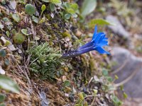 Gentiana terglouensis 13, Saxifraga-Luuk Vermeer