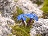 Gentiana terglouensis 15, Saxifraga-Luuk Vermeer