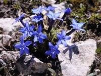 Gentiana terglouensis 18, Saxifraga-Luuk Vermeer