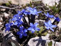 Gentiana terglouensis 19, Saxifraga-Luuk Vermeer