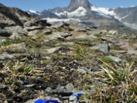 Gentiana terglouensis var schleicheri 11, Saxifraga-Harry Jans