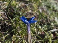 Gentiana verna 117, Saxifraga-Willem van Kruijsbergen