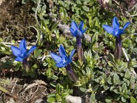 Gentiana verna 119, Saxifraga-Willem van Kruijsbergen