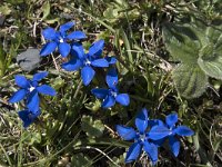 Gentiana verna 121, Saxifraga-Willem van Kruijsbergen