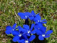 Gentiana verna ssp pontica 109, Saxifraga-Ed Stikvoort