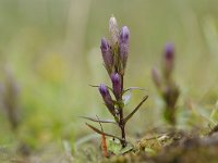 Gentianella amarella 19, Slanke gentiaan, Saxifraga-Luuk Vermeer