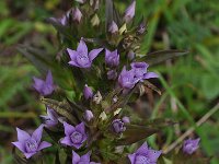 Gentianella anisodonta 3, Saxifraga-Harry Jans