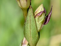 Gentianella anisodonta 4, Saxifraga-Sonja Bouwman  Dolomitian Gentian - Gentianella anisodonta - Gentianaceae familie