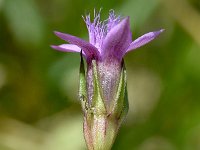 Gentianella anisodonta 7, Saxifraga-Sonja Bouwman  Dolomitian Gentian - Gentianella anisodonta - Gentianaceae familie