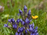 Gentianella campestris 10, Veldgentiaan, Saxifraga-Luuk Vermeer