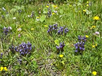 Gentianella campestris 11, Veldgentiaan, Saxifraga-Luuk Vermeer