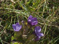 Gentianella campestris ssp campestris 3, Veldgentiaan, Saxifraga-Willem van Kruijsbergen