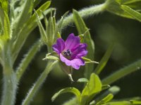 Geranium dissectum 1, Slipbladige ooievaarsbek, Saxifraga-Jan van der Straaten