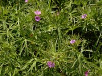 Geranium dissectum 13, Slipbladige ooievaarsbek, Saxifraga-Ed Stikvoort