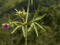 Geranium dissectum 4, Slipbladige ooievaarsbek, Saxifraga-Marijke Verhagen