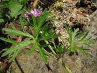 Geranium dissectum 5, Slipbladige ooievaarsbek, Saxifraga-Rutger Barendse