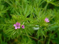 Geranium dissectum 7, Slipbladige ooievaarsbek, Saxifraga-Ed Stikvoort