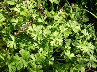 Geranium dissectum 12, Slipbladige ooievaarsbek, Saxifraga-Rutger Barendse