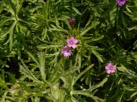 Geranium dissectum 14, Slipbladige ooievaarsbek, Saxifraga-Ed Stikvoort