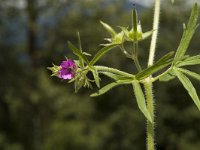 Geranium dissectum 2, Slipbladige ooievaarsbek, Saxifraga-Marijke Verhagen