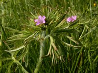 Geranium dissectum 15, Slipbladige ooievaarsbek, Saxifraga-Ed Stikvoort