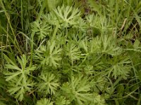 Geranium dissectum 16, Slipbladige ooievaarsbek, Saxifraga-Ed Stikvoort