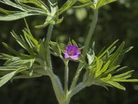 Geranium dissectum 3, Slipbladige ooievaarsbek, Saxifraga-Jan van der Straaten