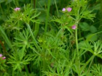 Geranium dissectum 6, Slipbladige ooievaarsbek, Saxifraga-Ed Stikvoort