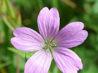 Geranium endressii 20, Roze ooievaarsbek, Saxifraga-Sonja Bouwman