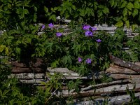 Geranium macrorrhizum 18, Rotsooievaarsbek, Saxifraga-Peter Meininger