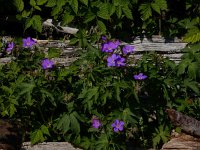 Geranium macrorrhizum 19, Rotsooievaarsbek, Saxifraga-Peter Meininger