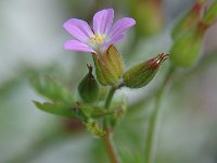 Geranium malviflorum 1, Saxifraga-Jan van der Straaten