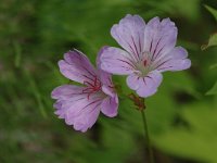 Geranium nodosum 1, Saxifraga-Jan van der Straaten