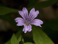 Geranium nodosum 11, Saxifraga-Willem van Kruijsbergen