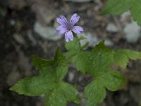 Geranium nodosum 12, Saxifraga-Willem van Kruijsbergen