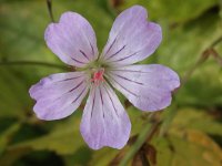 Geranium nodosum 14, Saxifraga-Rutger Barendse