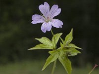 Geranium nodosum 2, Saxifraga-Marijke Verhagen