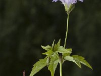 Geranium nodosum 3, Saxifraga-Marijke Verhagen