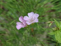 Geranium nodosum 5, Saxifraga-Jan van der Straaten