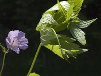 Geranium nodosum 6, Saxifraga-Marijke Verhagen