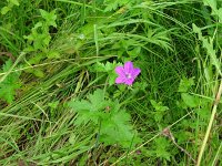 Geranium palustre 9, Saxifraga-Hans Grotenhuis