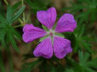 Geranium palustre 1, Saxifraga-Willem van Kruijsbergen