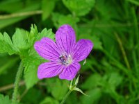 Geranium palustre 10, Saxifraga-Hans Grotenhuis